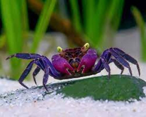 Cangrejo Vampiro Halloween Paludarios Acuario - Geosesarma