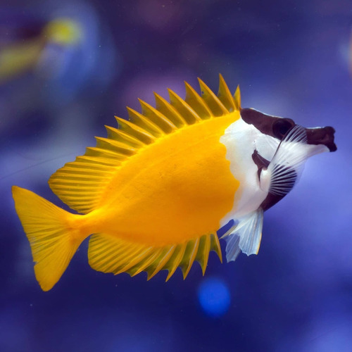 Pez Marino - Siganus Vulpinus - Foxface