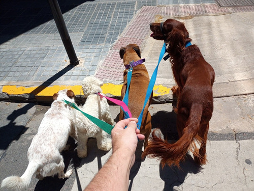 Imagen 5 de 10 de Guardería Y Pensión Canina El Perrito Rojo