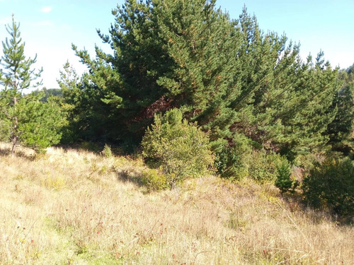 Maravillosa Parcela , Sector Cullinco Alto Carahue