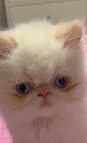 Gatitos Himalayos S/pedigree Red Point Blanco