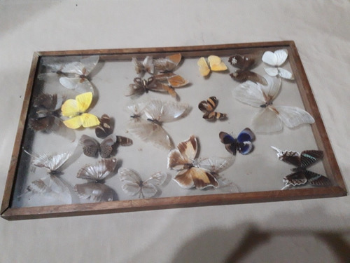 Cuadro De Mariposas Antiguas  Coleccion 