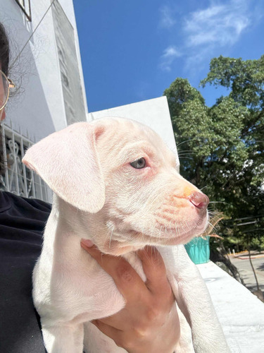 Pitbull Blue