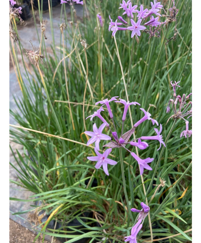 Planta De Tulbalgia, Flor Del Ajo, Tulbaghia + Regalo C F 1