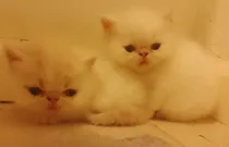Comprar Gatos Persa