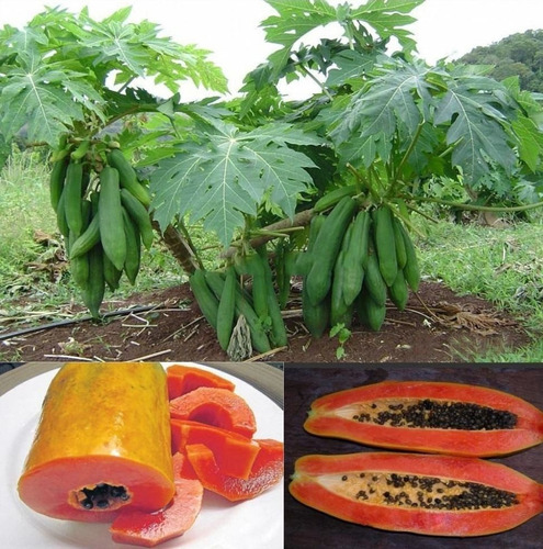 100 Sementes Do Mamão Vietnamita Kaek Dahm Grande Produção!