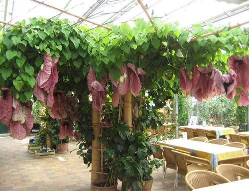 Imagem 3 de 4 de 12 Sementes De Papo-de-peru Aristolochia Gigantea Flor