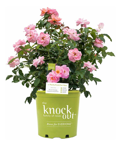 Knock Out Roses Rosa Peachy Knock Out (rosa) Rosa Flores De 