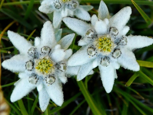 Plantas De Edelweiss, Leontopodium Alpinum | MercadoLibre