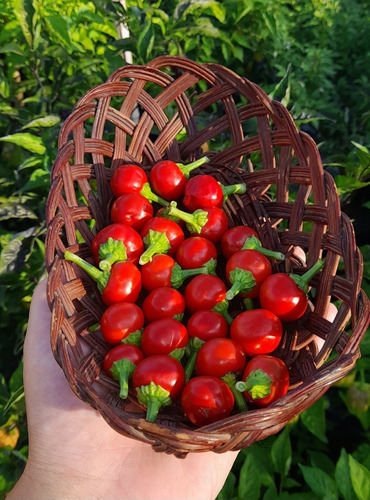 15 Semillas De Pimiento Ají Beso De Satanás