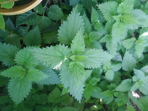 Fertilizante, Insecticida Organizo Puri - L a $5333