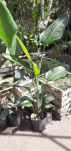 Imagen 7 de 9 de Strelitzia Nicolai (ave Del Paraíso Gigante) 15lts