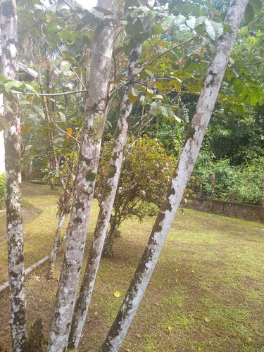Imagem 13 de 14 de Linda Chácara Em Itanhaém