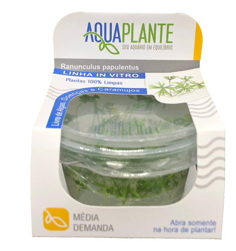 Aquaplante Plantas In Vitro - Ranunculus Papulentus