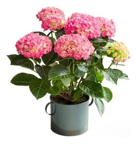 Planta Pintar Hortensias Secas Con Spray
