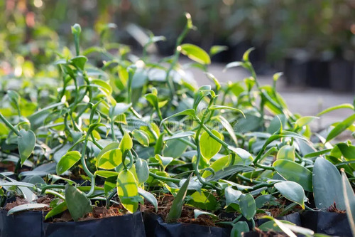 Bio Orquídea Vainilla Real, Planta Rápido Crecimiento.