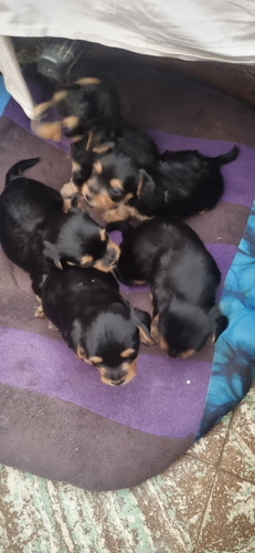 Cachorros Yorkshire