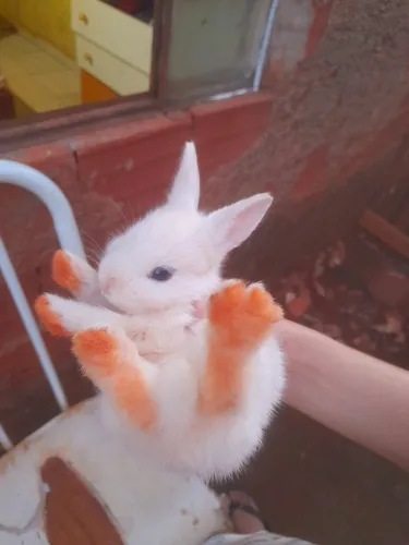 Animais Exótico - Coelho Nova Zelândia