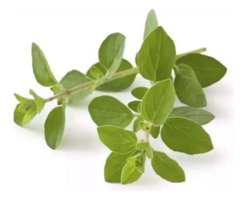 Oregano ( Orejon ) Frances  Plantin  !!! ( Promo X 2 )