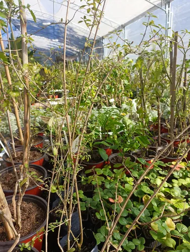 Planta Aromática Cedrón Nativo