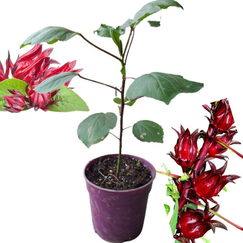 Plantas De Flor De Jamaica 