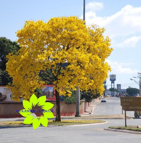 Muda De Ipê Amarelo Uma Das Árvore Mais Bonita Do Brasil | Parcelamento sem  juros