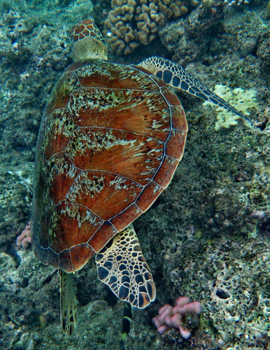 Vinilo Decorativo 60x90cm Tortuga Turtle Animal Ocean M1