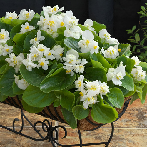 Kit 15 Mudas Begonia Cerosa - Folha Verde - Cores Sortidas