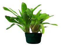 Comprar Bromelia (neoregelia) - Apta P\u002F Cultivo Exterior E Interior