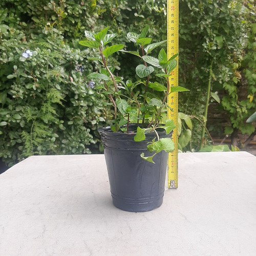 Menta Hierbabuena Tradicional Comestible Raices Arcoiris