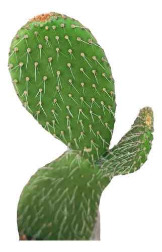 Planta Nopal Opuntia Blanco Orgánico.