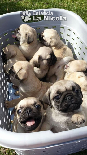 Cachorros Pug Carlino 500p