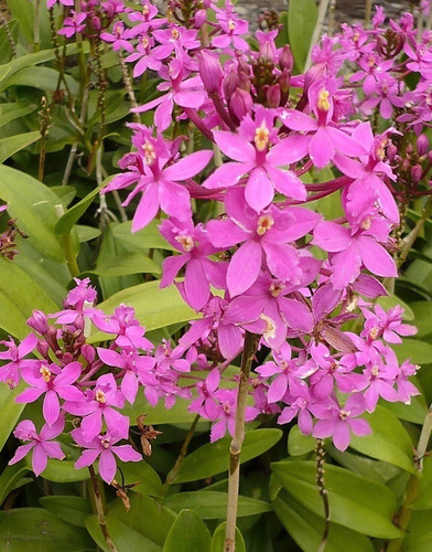 Venta De Orquídeas Epidendrum Ibaguense Promoción | Meses sin intereses