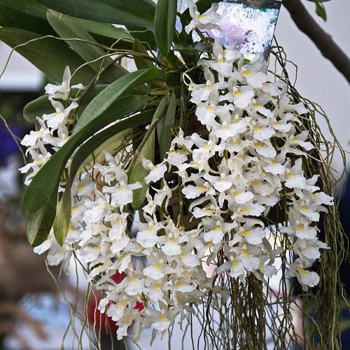 Mini Orquídea Rodriguezia Venusta (sem Flor) Véu De Noiva