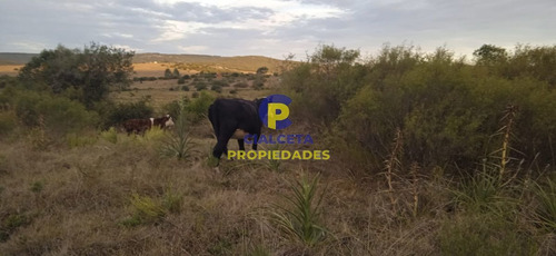 Imagen 8 de 12 de 5 Hectáreas, Entrega 8.000 Y El Saldo En Cuotas De 593 U$s
