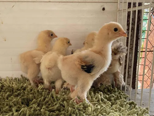 Pollitos Brahma Línea Turka