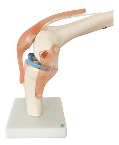 Modelo Anatómico De Articulación De Rodilla Con Ligamentos,
