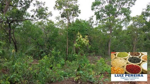 Imagem 6 de 8 de Fazenda A Venda Em Centenário - To, ( Agricultura ) - 590