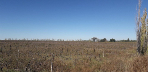 Imagen 13 de 17 de Atencion Inversores Ideal Feedlot, Viñedos, Ajos, Pasturas, Duraznos. Muy Buen Agua