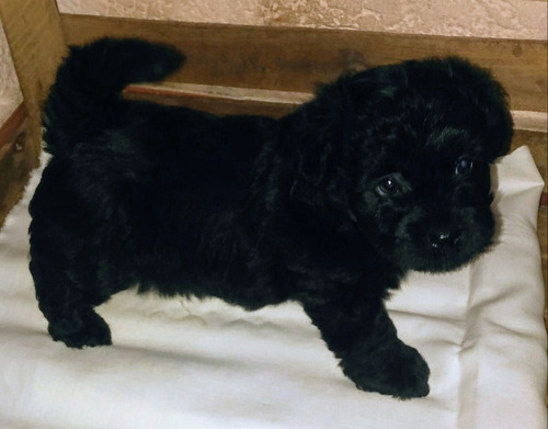 Imagen 4 de 5 de Caniche Toy Negro
