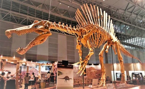 Imagen 10 de 10 de Diente Gigante Spinosaurus Fósi Dinosaurio Spinosaurio Rex