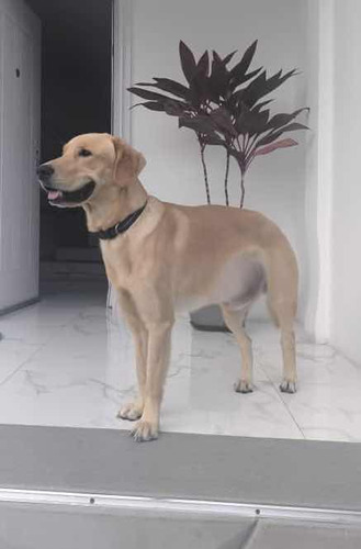 Labrador Retriver Americano