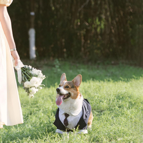 Perro Tuxedo Ropa Para Perros Traje De Boda Ligero 5xl