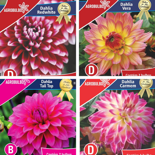 Bulbos Florales Importados Amaryllis Dahlias Gladiolos
