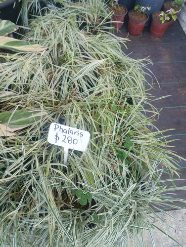 Planta Gramínea Phalaris