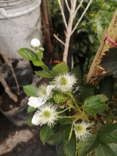 Imagen 5 de 5 de Zarzamora ( Planta ) 60 Cm A 1 M Var. Tupy Clima Calido