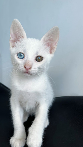 Gatitos Khao Manee, No Angora Persa Ni Siames. Entregascaba!