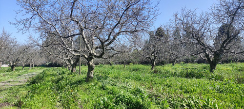 Hermoso Terreno Agricola De 14 Hectareas, En Camino Loreto