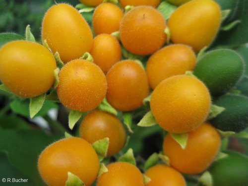 Sementes De Mini Tamarillo Amarelo Tomate De Árvore Anão