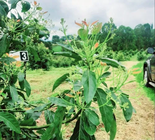 Excelente Finca Productora De Aguacate